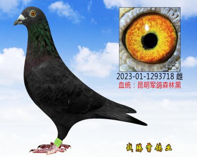 Ӵ