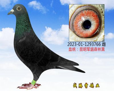 Ӵ