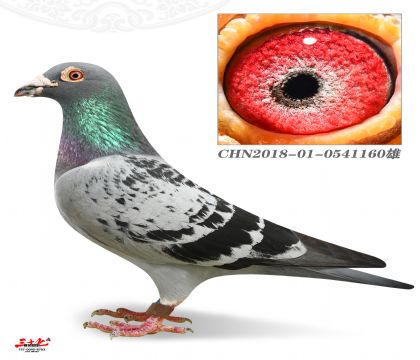 (j)یOلPQِ551