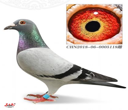 QQِ471