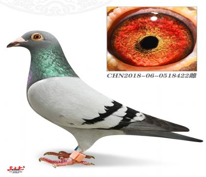 ڹQِ325