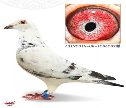 _(d)Qِ334