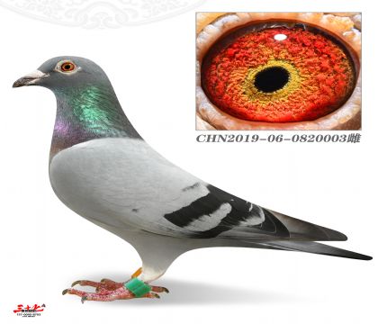 (j)ֱO50040