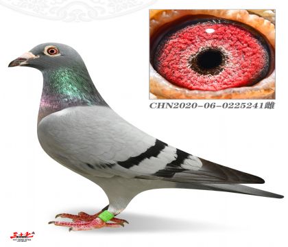 ϪQِ344վِ26