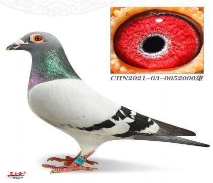 ӱţţh(hun)ֲN