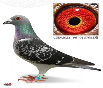 Qِ293