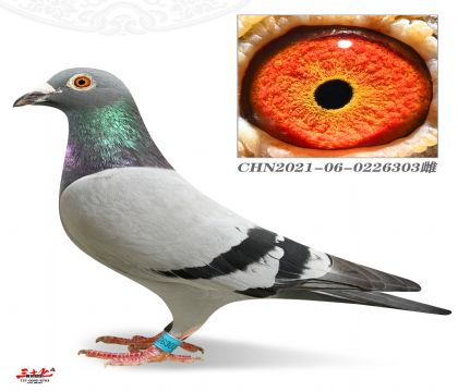 ϪQِ104