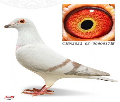 Z߽
