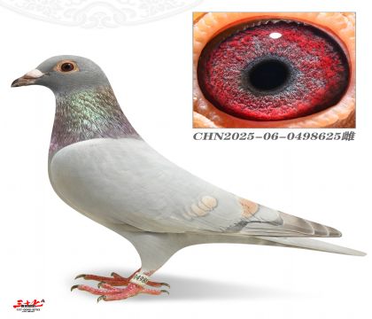 ZԽ625
