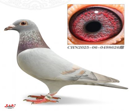ZԽ626