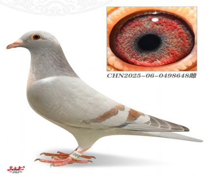 ZԽ