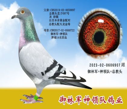 御林軍神領(lǐng)隊“總教頭血系