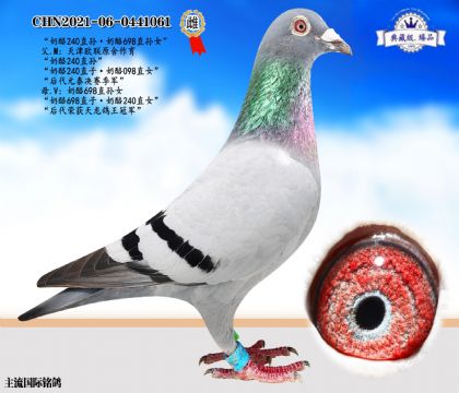 奶酪240近親