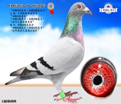 奶酪240近親