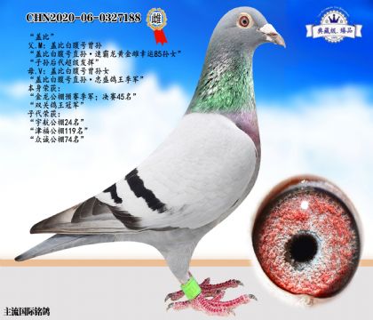 蓋比白腹號(hào)近親
