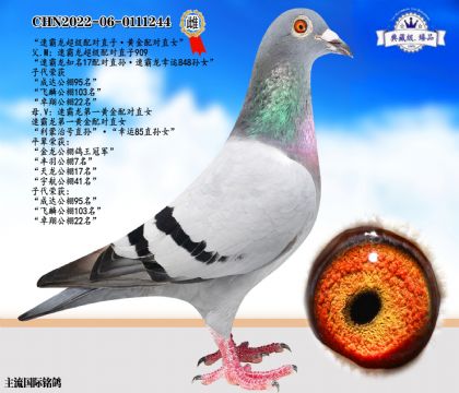 速霸龍超級(jí)配對(duì)直子·黃金配對(duì)直女