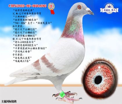 彼得曼德斯