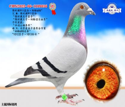保時(shí)捷991直孫·奶酪698