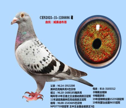 威廉迪布恩颶風(fēng)號(hào)X卡梅隆