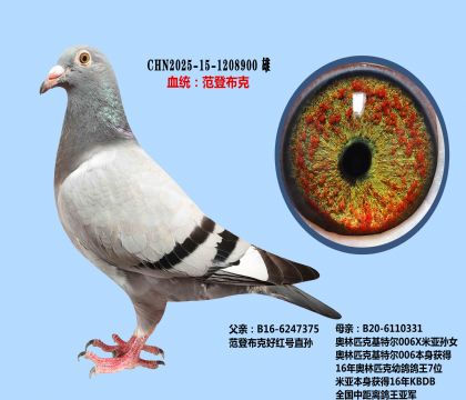 范登布克好紅號(hào)X基特爾006