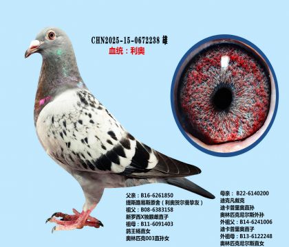 新羅西獨(dú)眼雌X迪卡普利奧