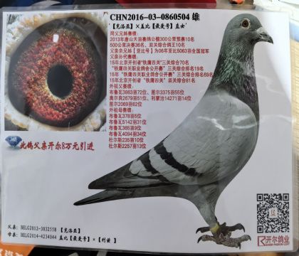 開爾喬治波里X蓋比