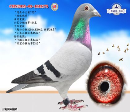 詹森小火箭金母