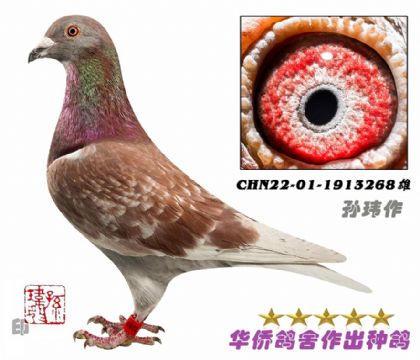CHN22-01-1913268M