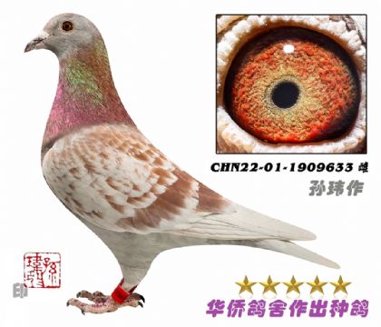 1̖--ղɭ019ϵA-1909633-