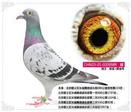 x^(q)Lِ㘷P53092  