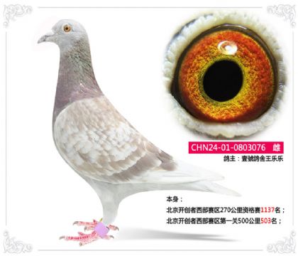 Ҽ̖-_(chung)ِ^(q)һP500503