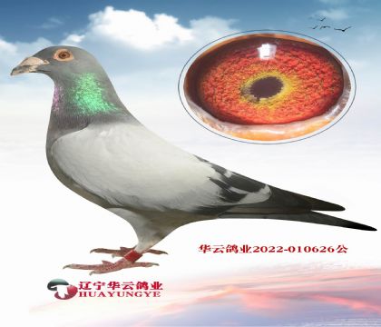 h(yun)ؼҵѪϵ
