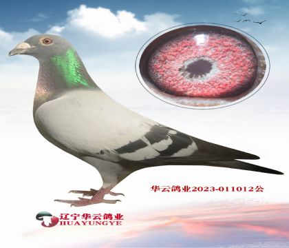 ɶɶĳѪϵ