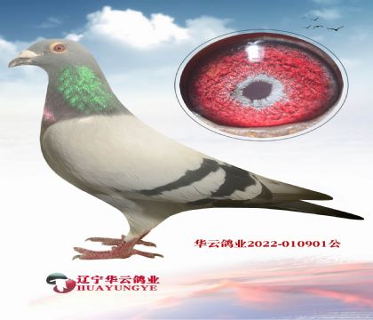 һo(yu)Ӵ