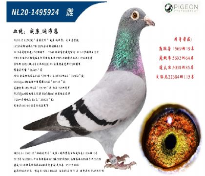 威廉迪布恩墨菲定律直女(特別推薦)