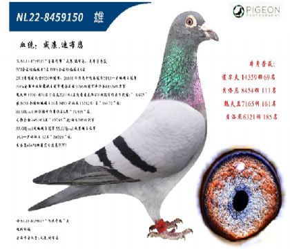 威廉迪布恩墨菲定律直子(鎮(zhèn)棚種雄)