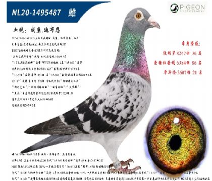 威廉迪布恩颶風(fēng)號直女(插組利器)