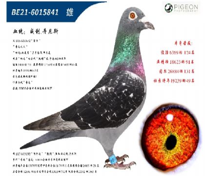 威力丹尼斯原舍(特別推薦,插組利器)