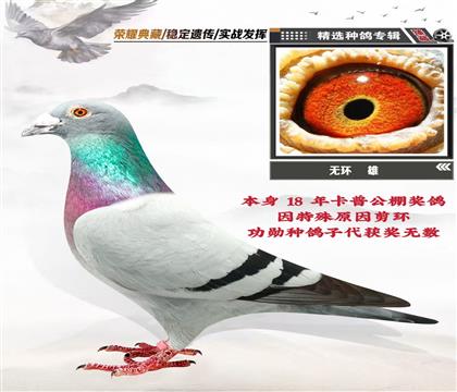 無環(huán)種雄:本身18年卡普公棚獲獎鴿