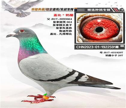 血統(tǒng):蓋比X奶酪 作育