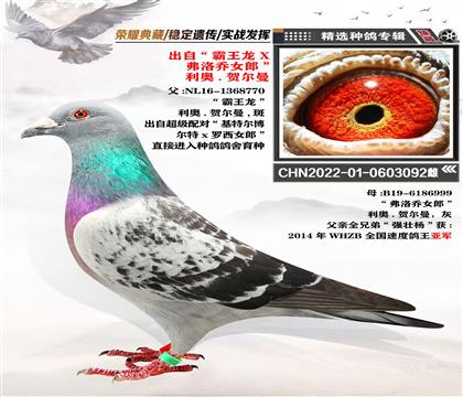 血統(tǒng):利奧.赫爾曼斯“霸王龍X弗洛喬女郎”