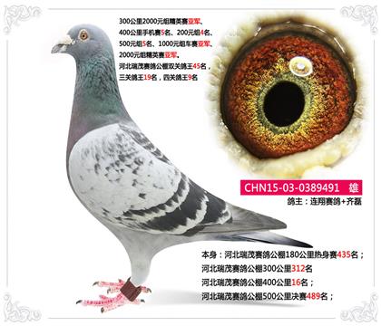 河北瑞茂賽鴿公棚四關(guān)鴿王9名 雄