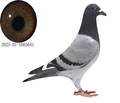 r܊HO641