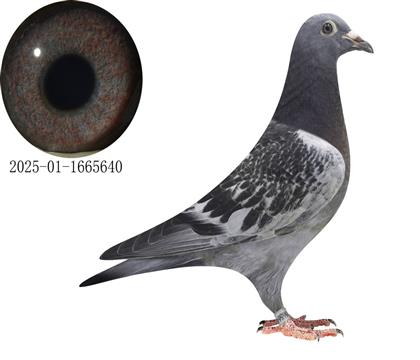 r܊HO640