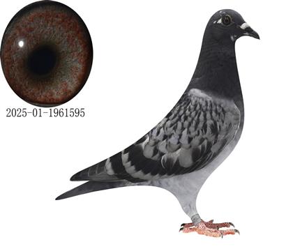 ҽؙH595