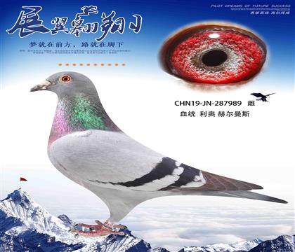 大名俱樂(lè)部500公里冠軍之母利奧989