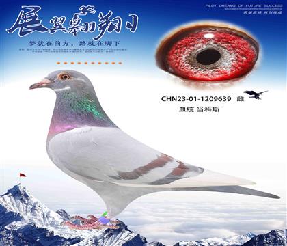 速度狂魔當(dāng)科斯639