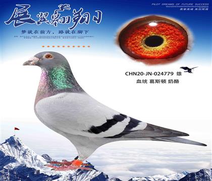 翔冠公棚決賽12之父779