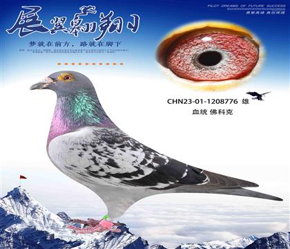 速度之王佛科克776