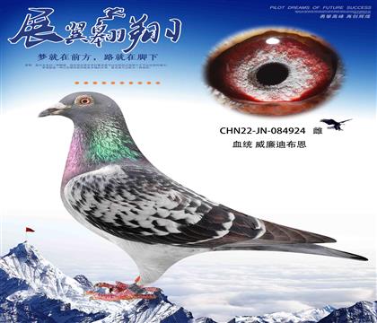 威廉迪布恩924